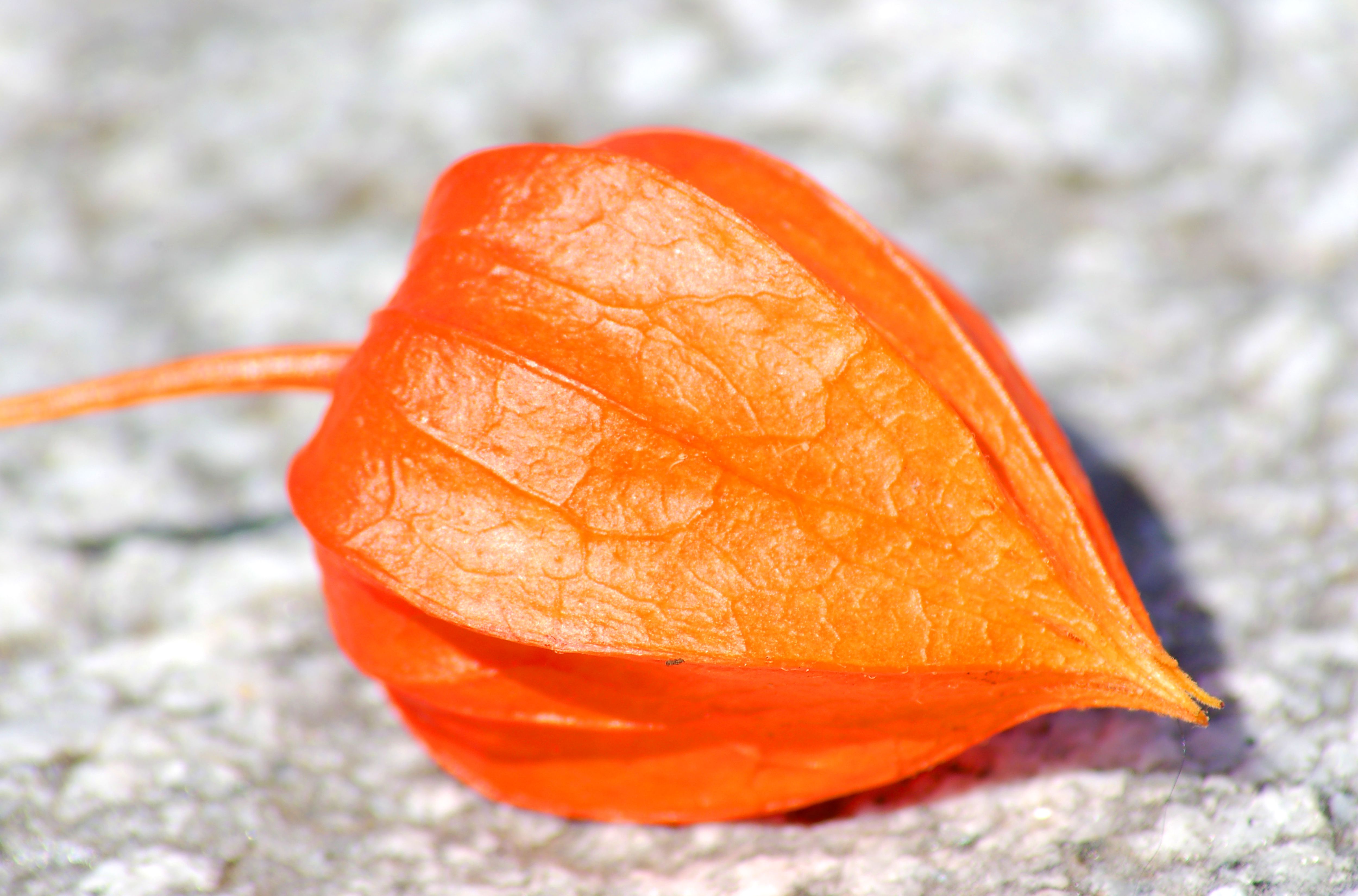 How To Get Rid Of Chinese Lantern Bugs