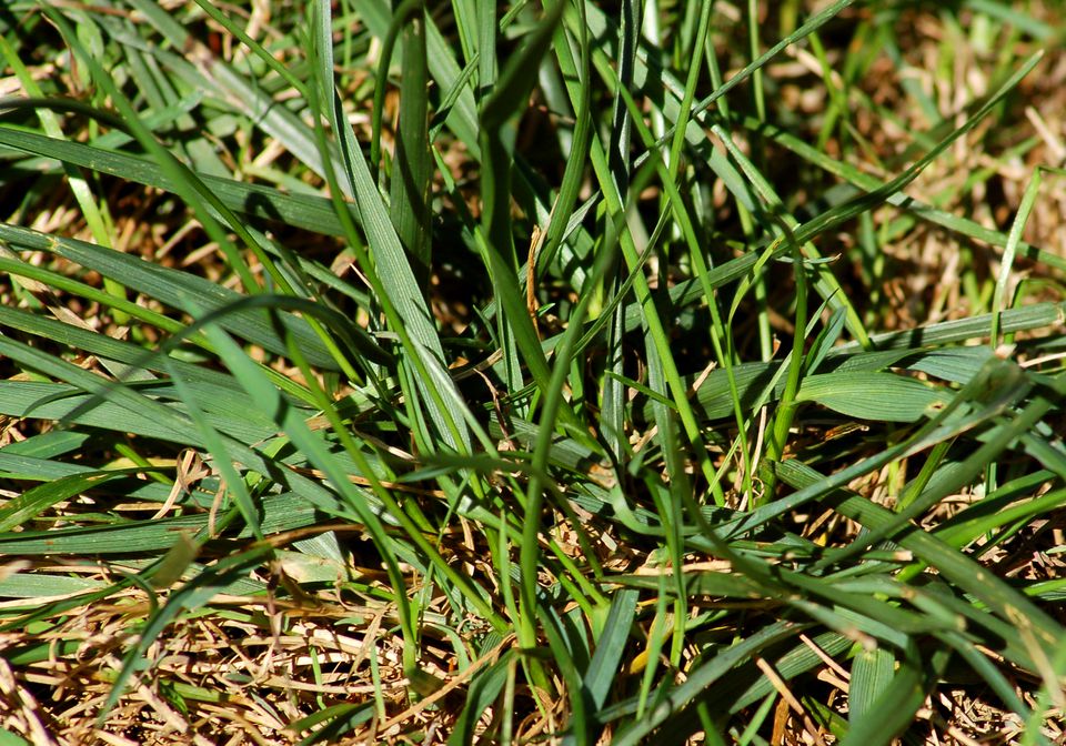 fescue coarse lawns grassy beaulieu