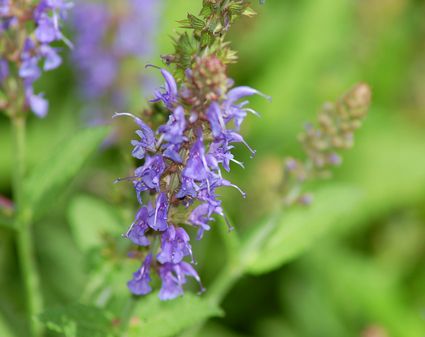 Common Types of Salvia Flowers (Annual and Perennial)