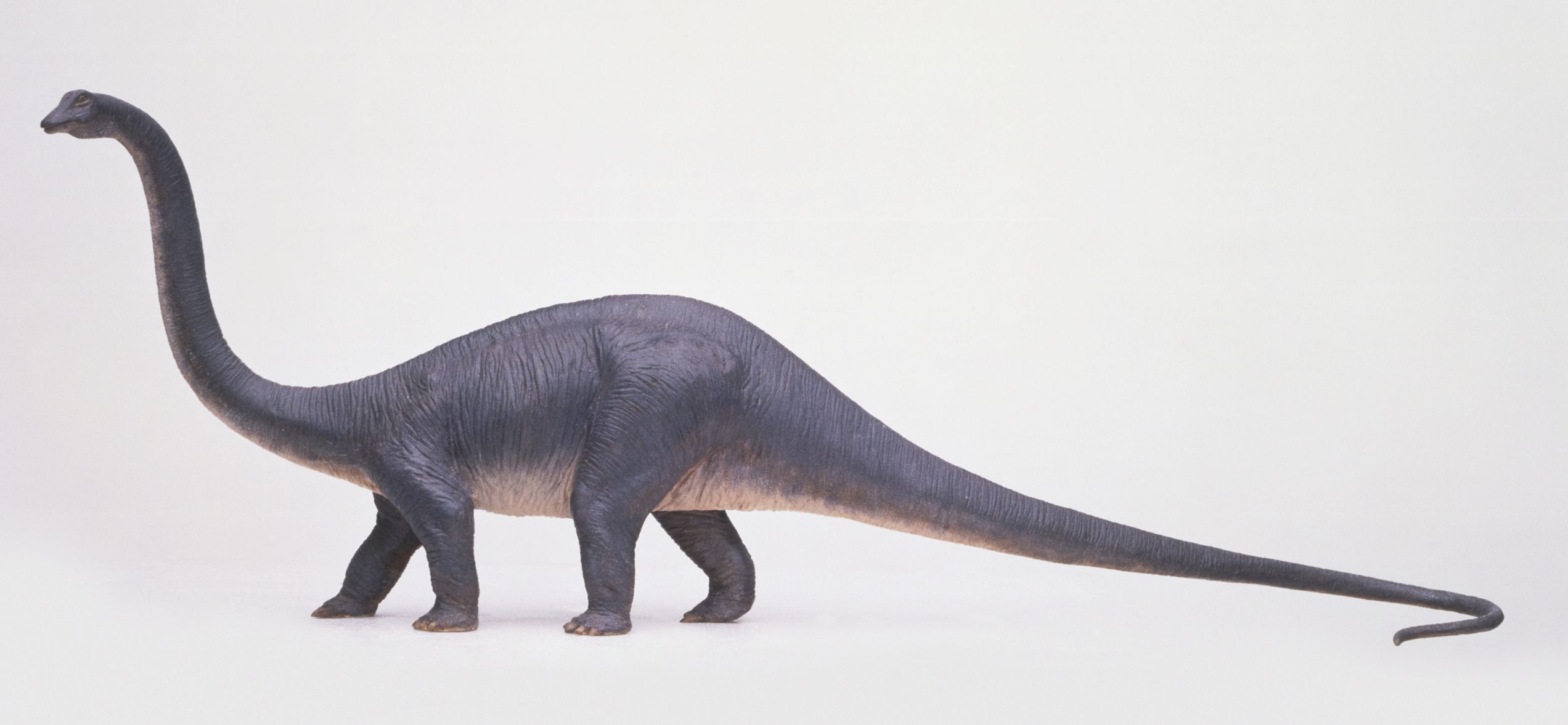 Interesting Facts About Diplodocus