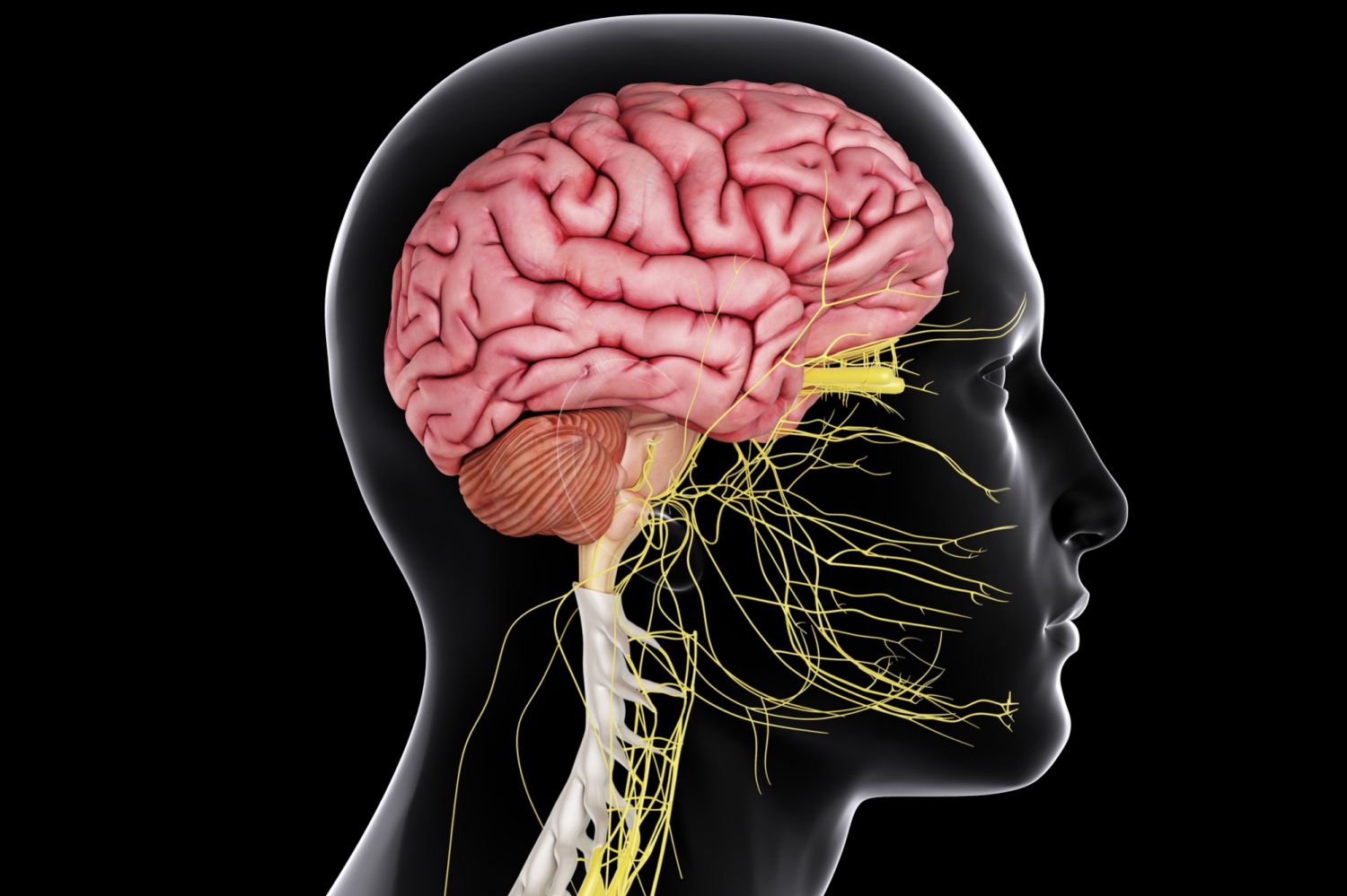 Central Nervous System - Brain and Spinal Cord