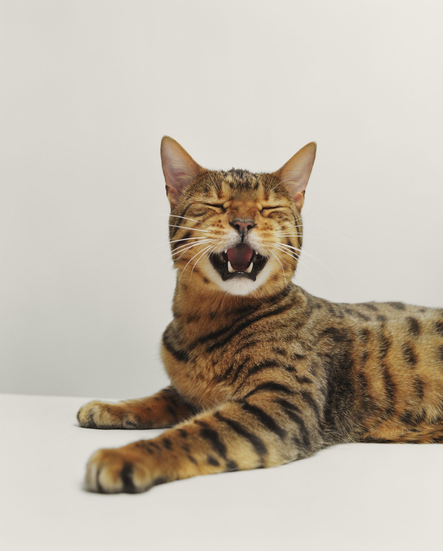 Bengal Cat Breed Profile