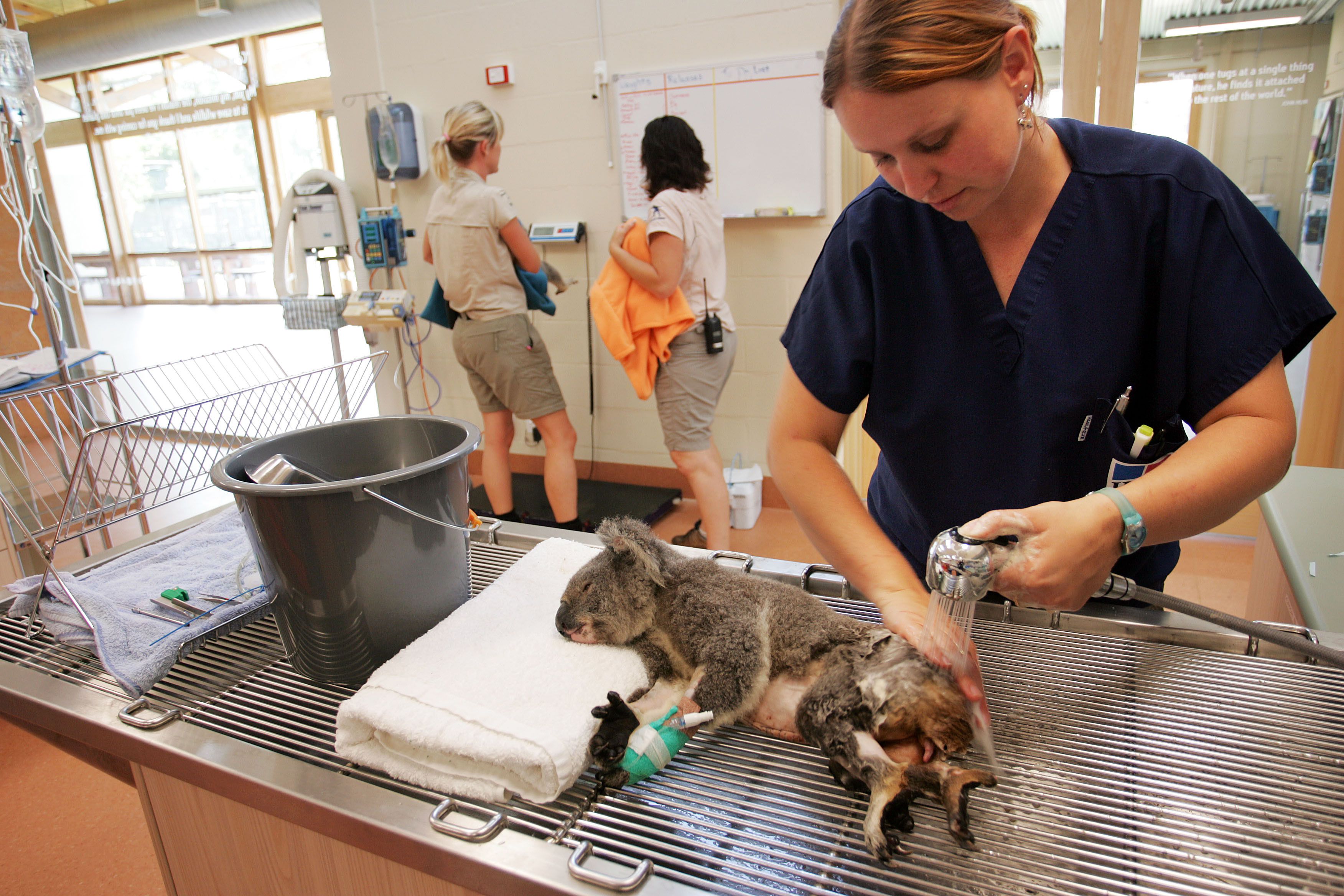 Zoo Veterinary Technician Career Profile