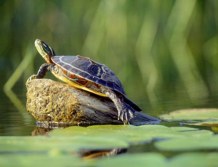 Care of African Side-Neck Turtles - African Sidenecks