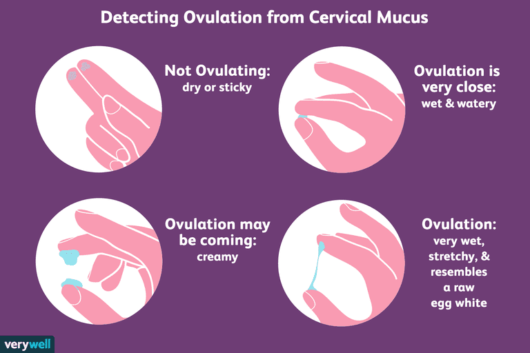 How To Check Your Cervical Mucus And Detect Ovulation   1960279 Checking Cervical Mucus To Get Pregnant Faster 01 5ae09ac2c06471003916b7cb 