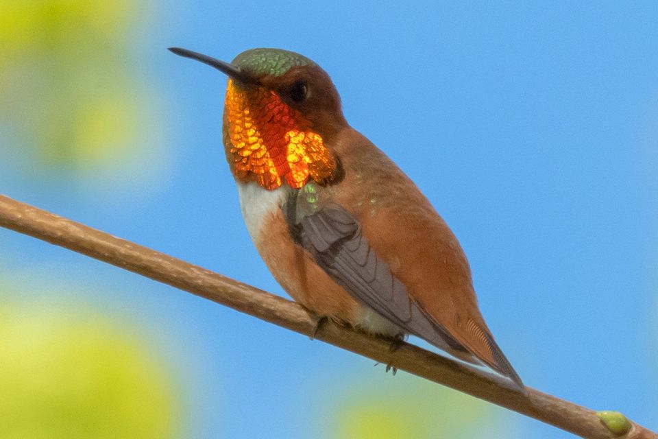 sounds hummingbirds make