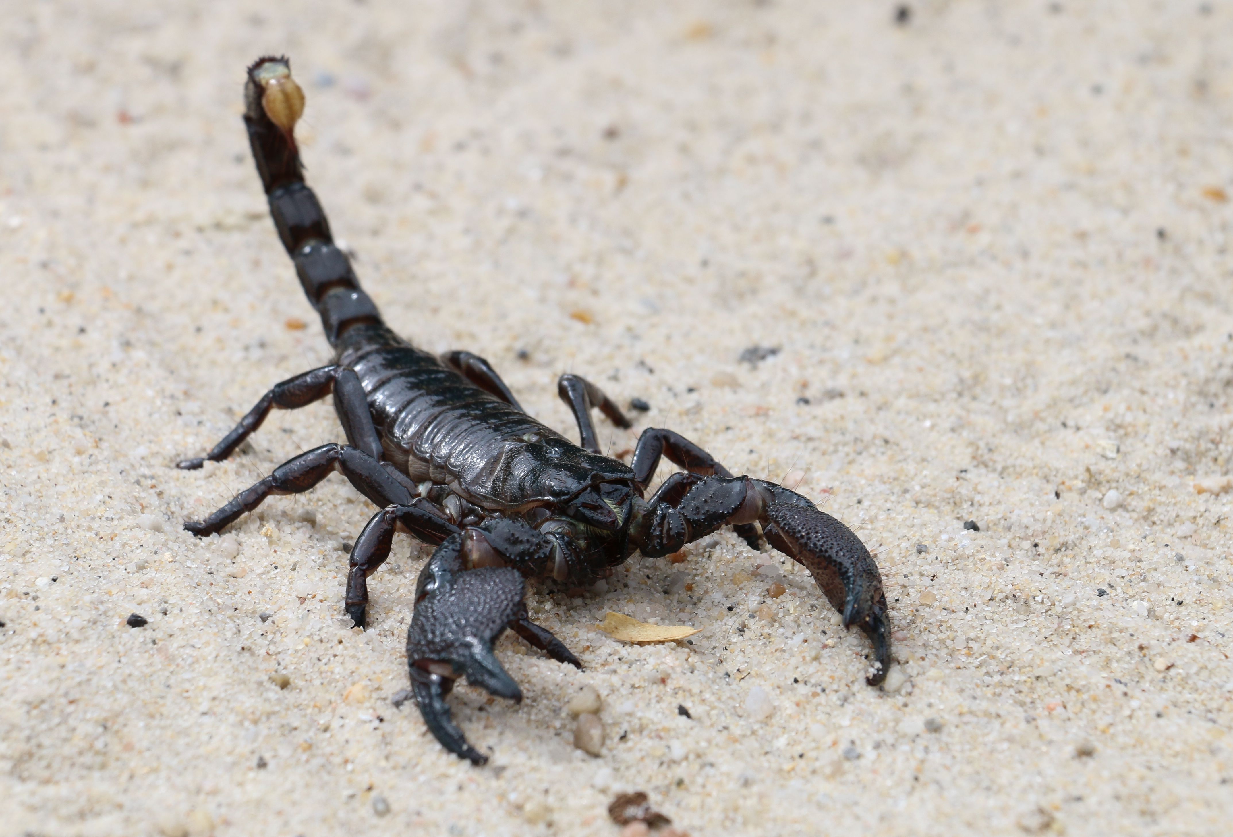 10 Striking Facts About Scorpions