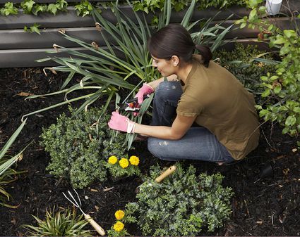 Pruning Lavender How To Cut Back Lavender