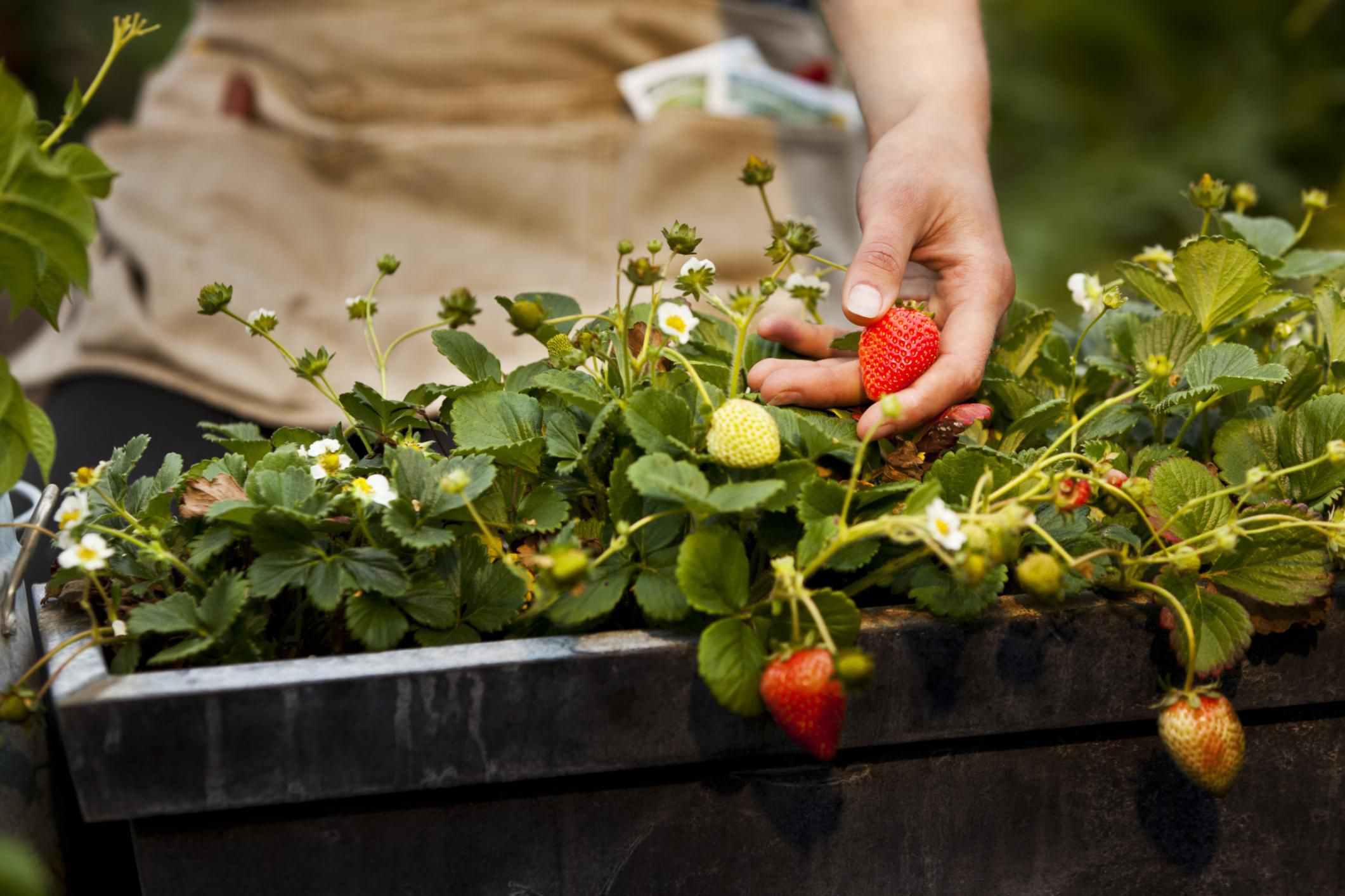 how to grow strawberries at home in a pot