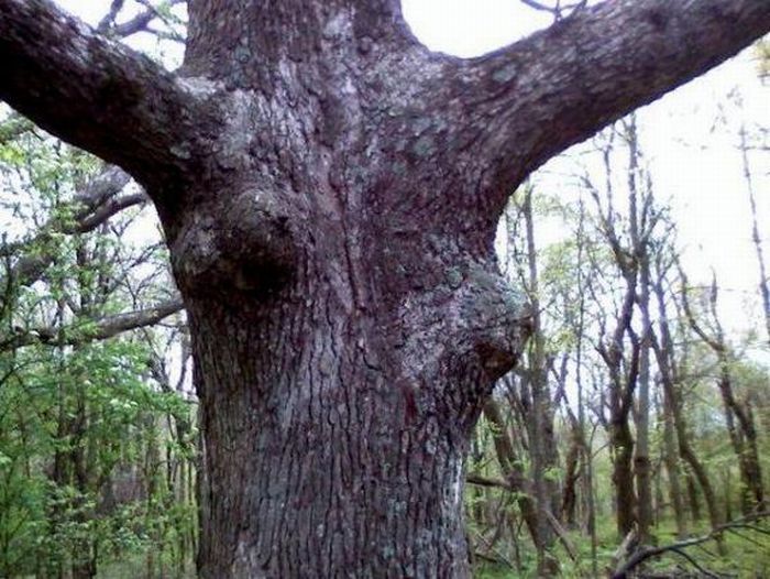Sexy Tree 59