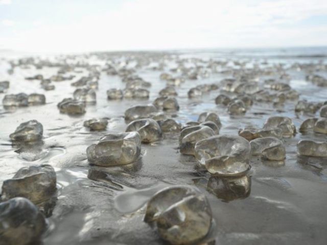 The Life Cycle of a Jellyfish