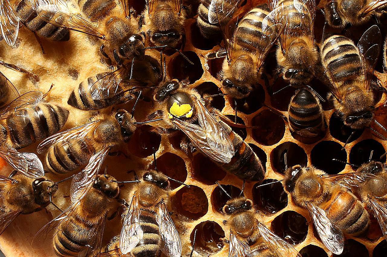 how-to-requeen-a-honey-bee-hive