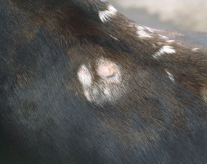 Treating Minor Horse Wounds - Cuts, Scrapes And Bruises