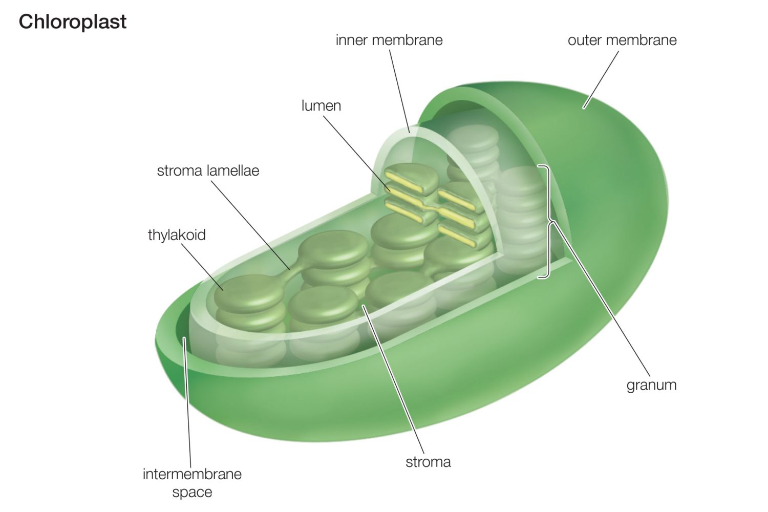 Chloroplast Function in Photosynthesis