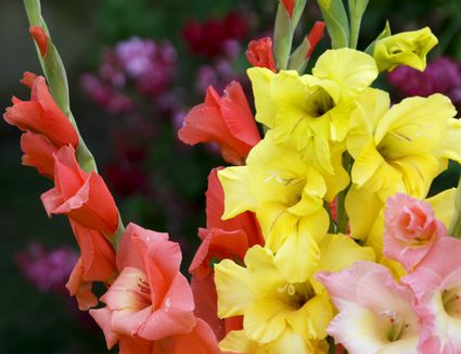 How to Grow Hyacinth Flowers Indoors