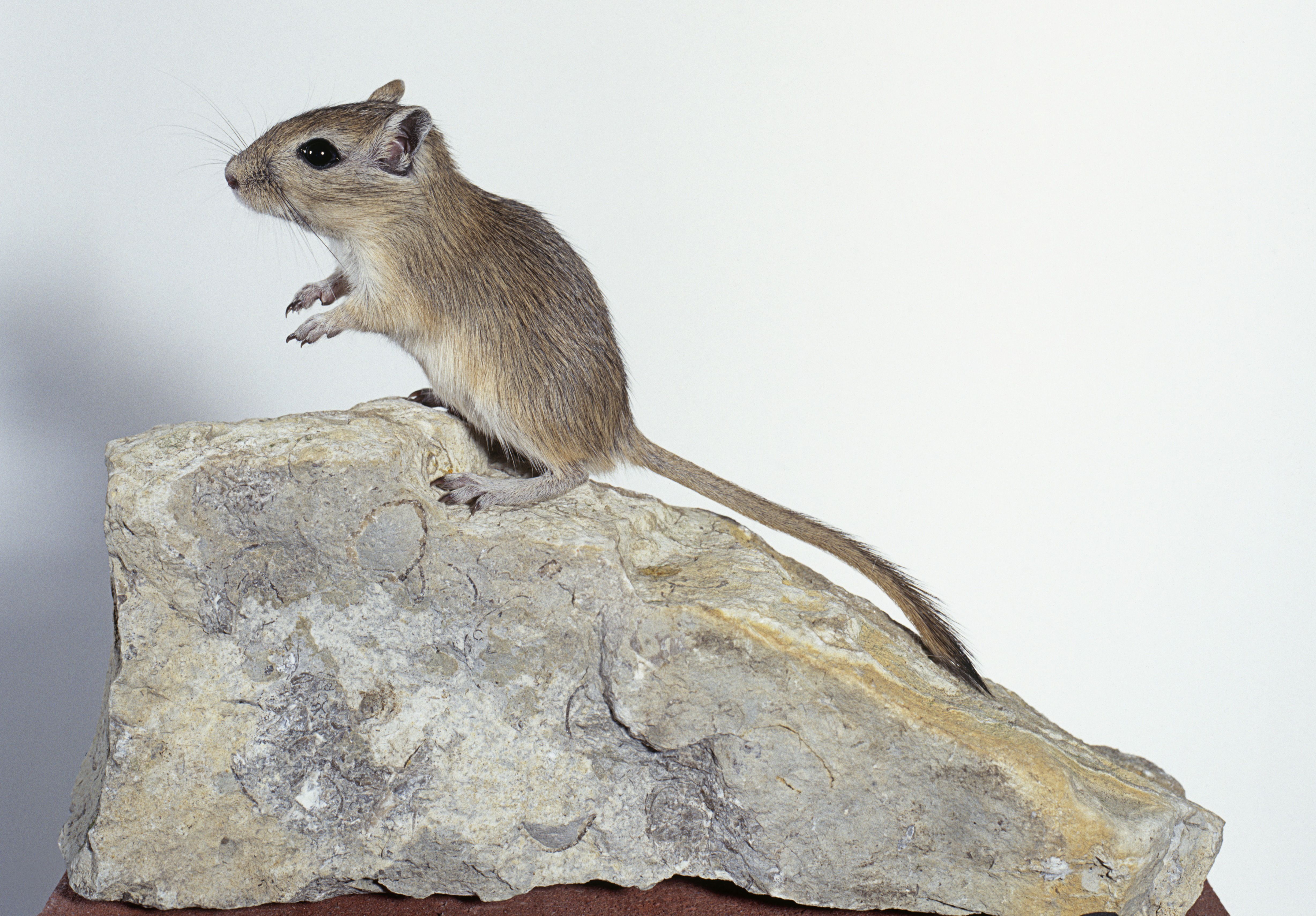 rochard gere gerbil