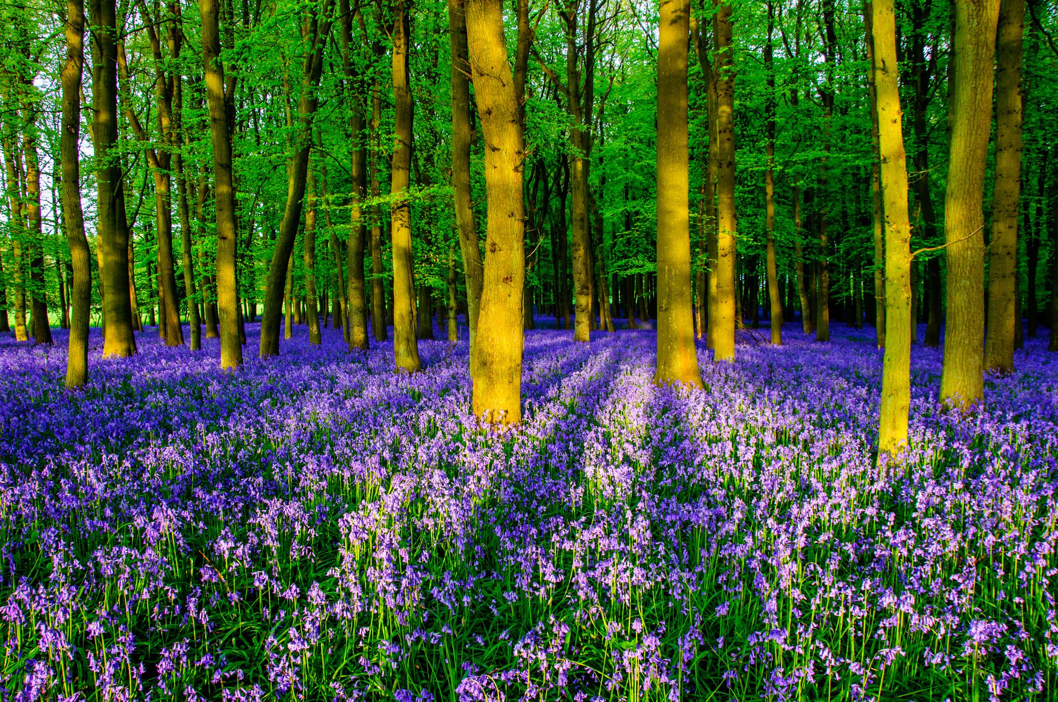 10 Best English Bluebell Woods To Visit April & May