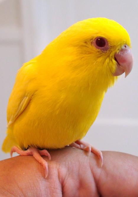 Download Bird Identification: Common Yellow Parrots
