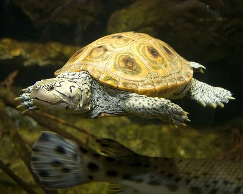 Diamondback Terrapins