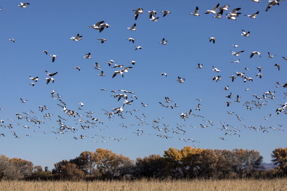 late bird migration and late winter