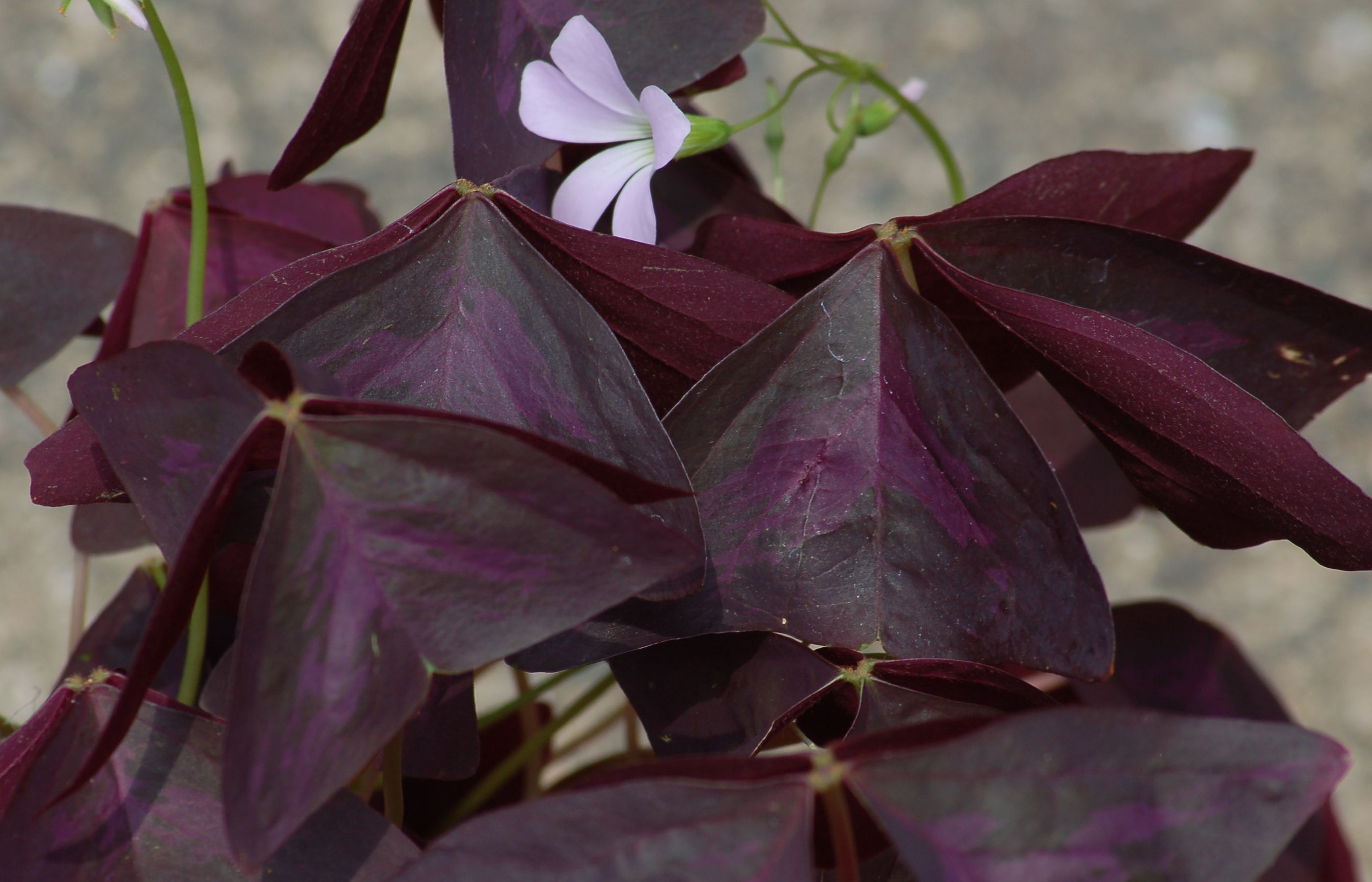 How to Grow Purple Shamrock Plants (Black Oxalis)