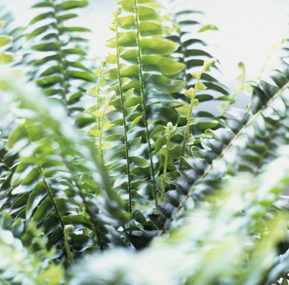 boston fern