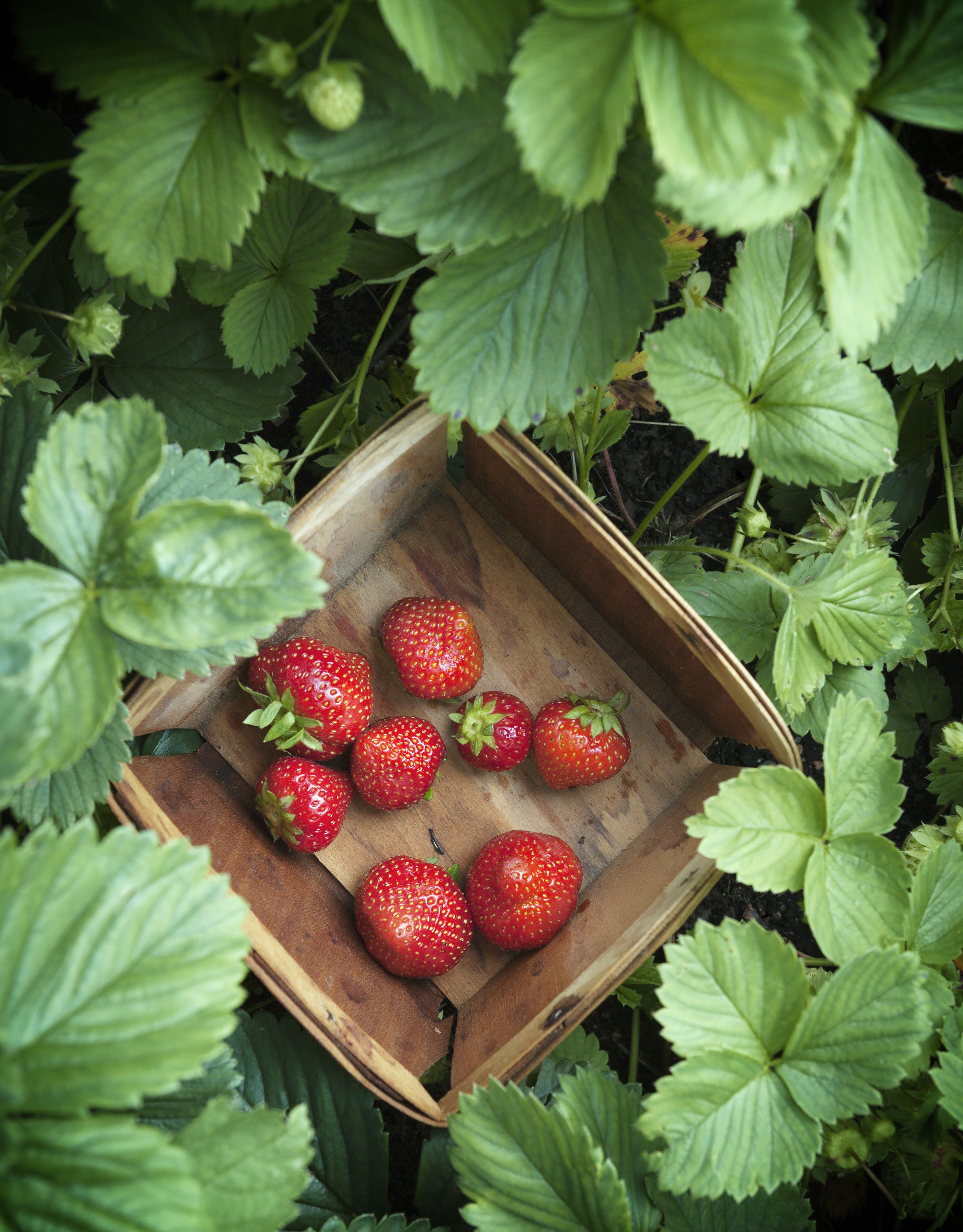 Strawberries A Few Organic Gardening Tips