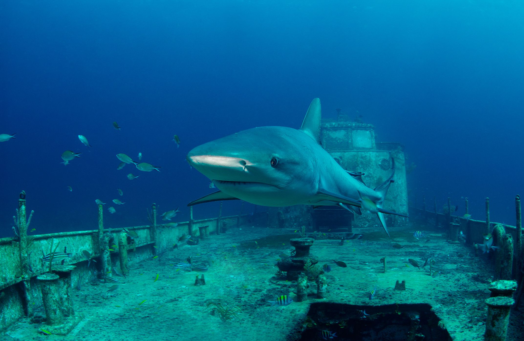 How Shipwrecks Help Marine Predators