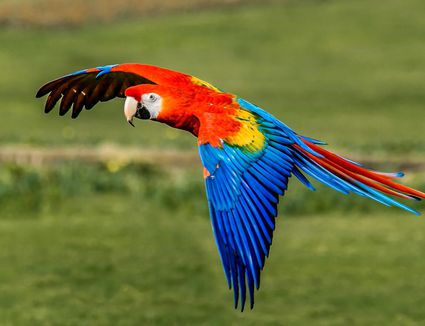 African Grey Parrots as Pets - Species Profile