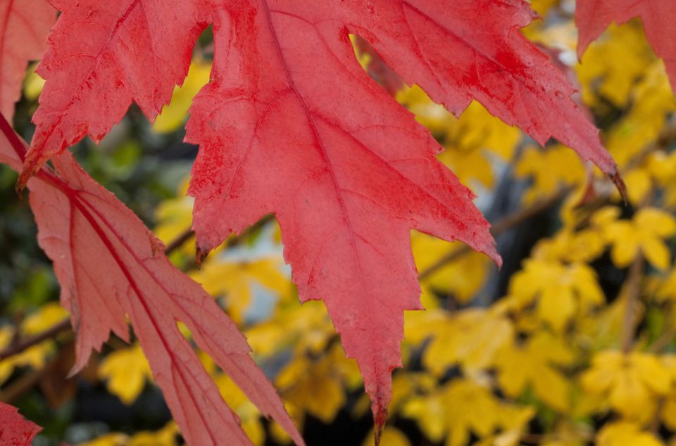 autumn blaze maple leaves turning red early