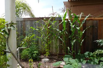 How to Grow Corn in Your Garden