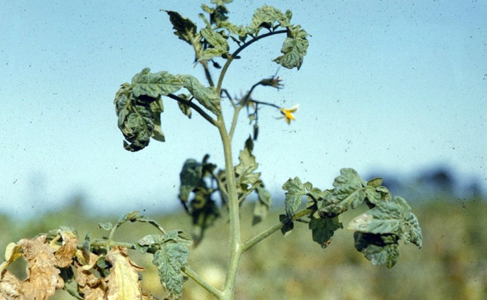 Tomato plant wilting information