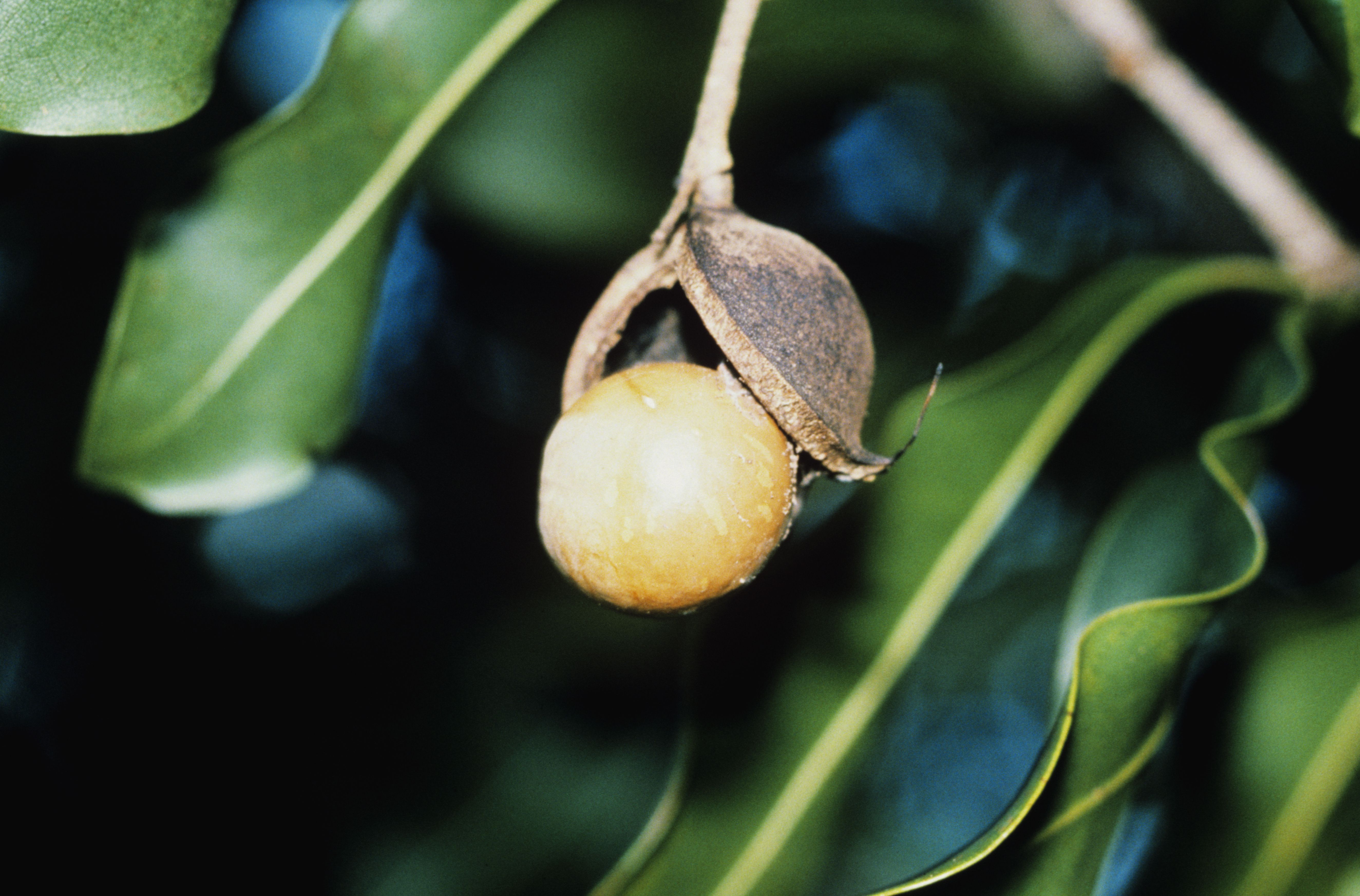 Macadamia Nuts Now Part Of Hawaiian Culture