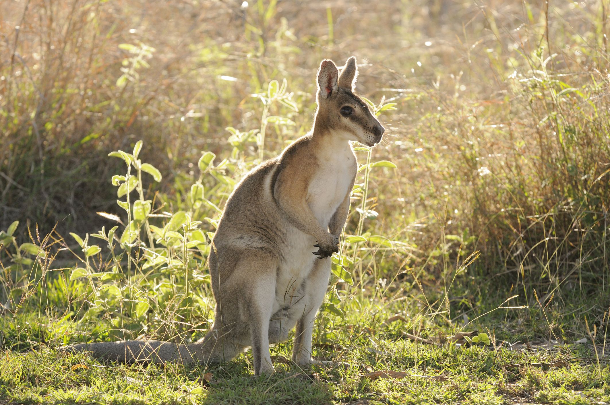 Basic Care for Pet Wallabies