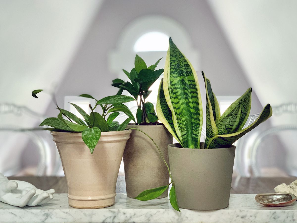 The Benefits of Grouping Houseplants Together