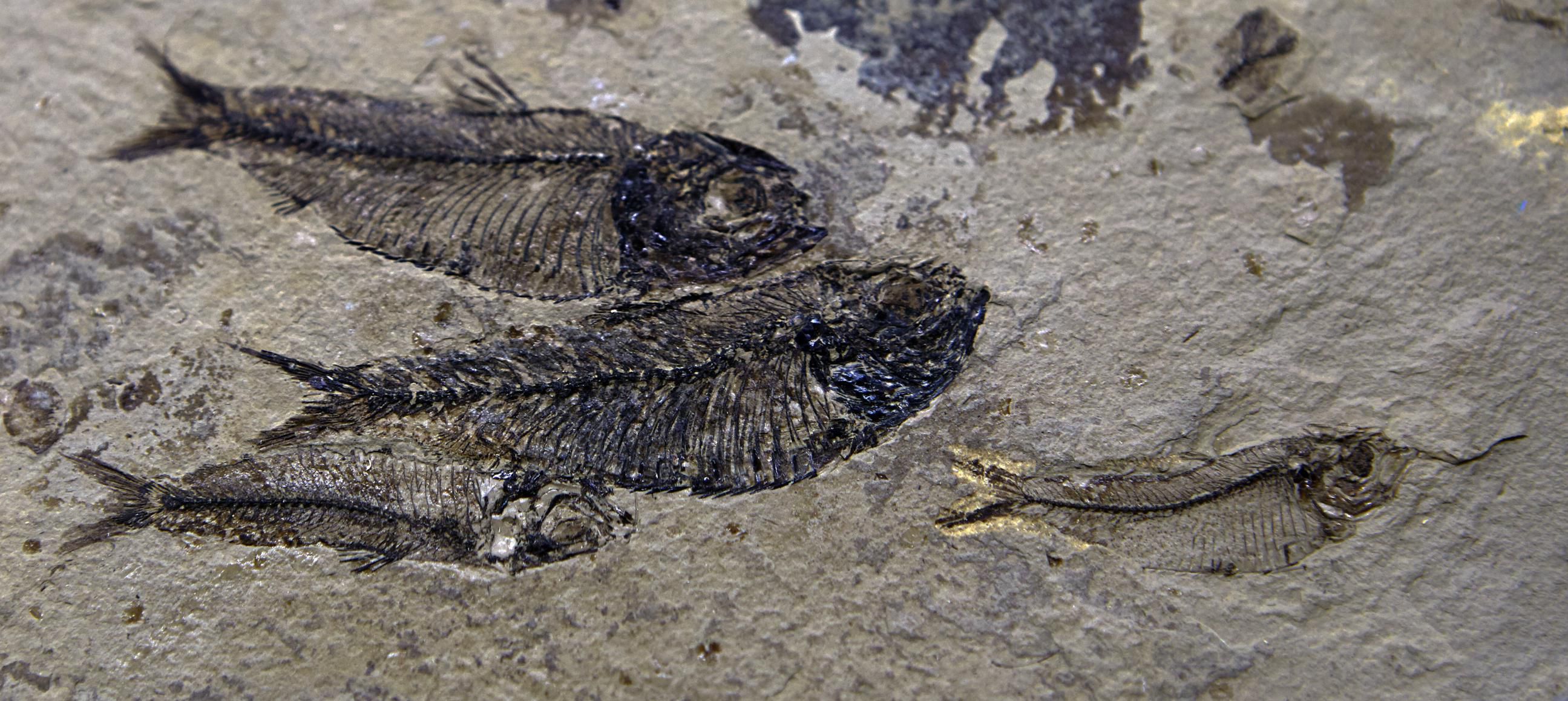 How Fossil Evidence Supports Evolution