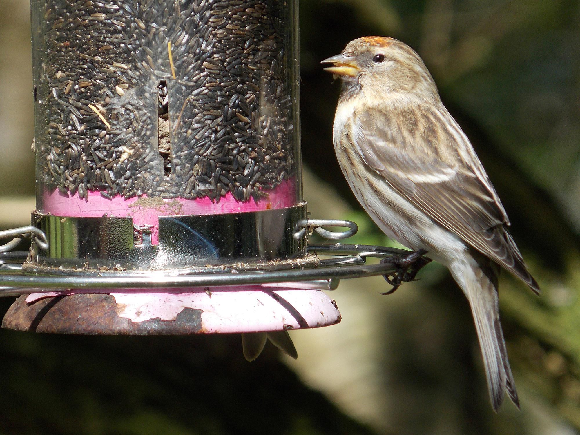 Bird Feeder Cleaning Tips And Tricks