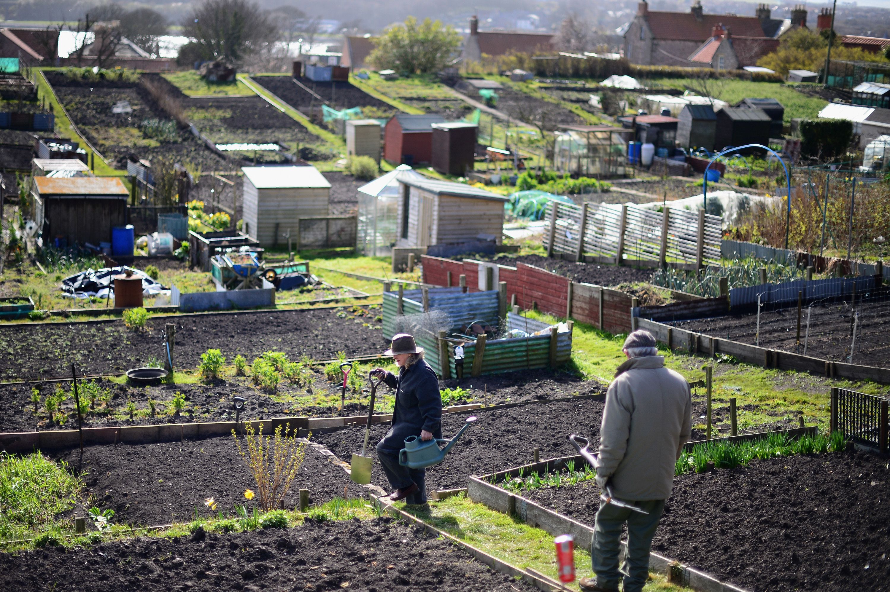 Glossary of British Words: What is an Allotment?