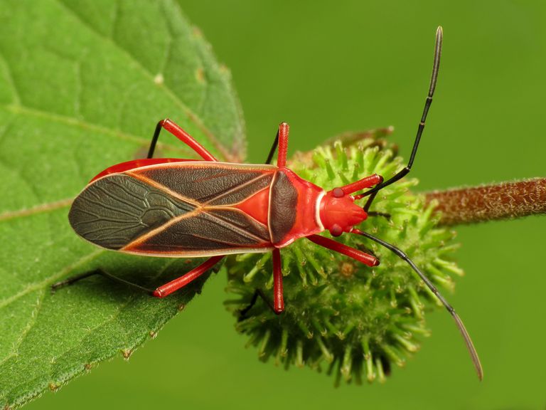 10 Stunning Red and Black Bugs