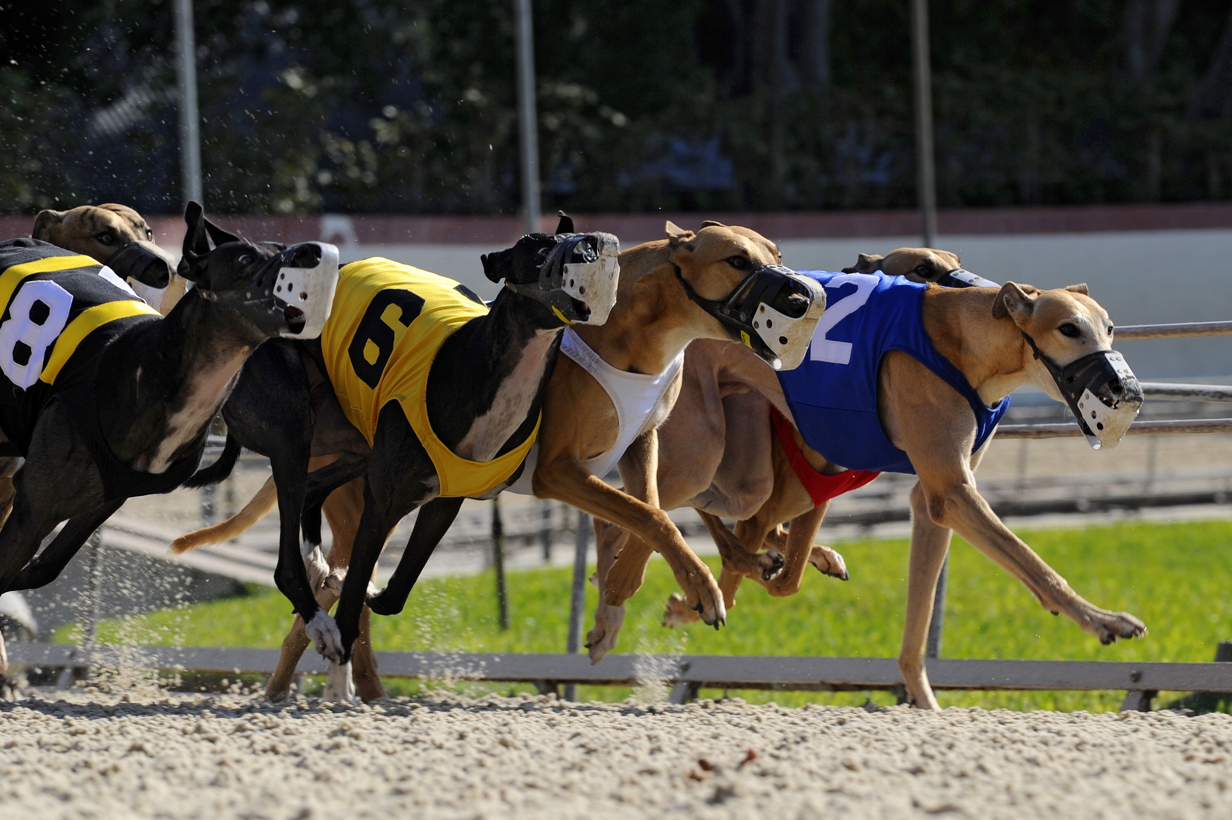 What Is Greyhound Racing