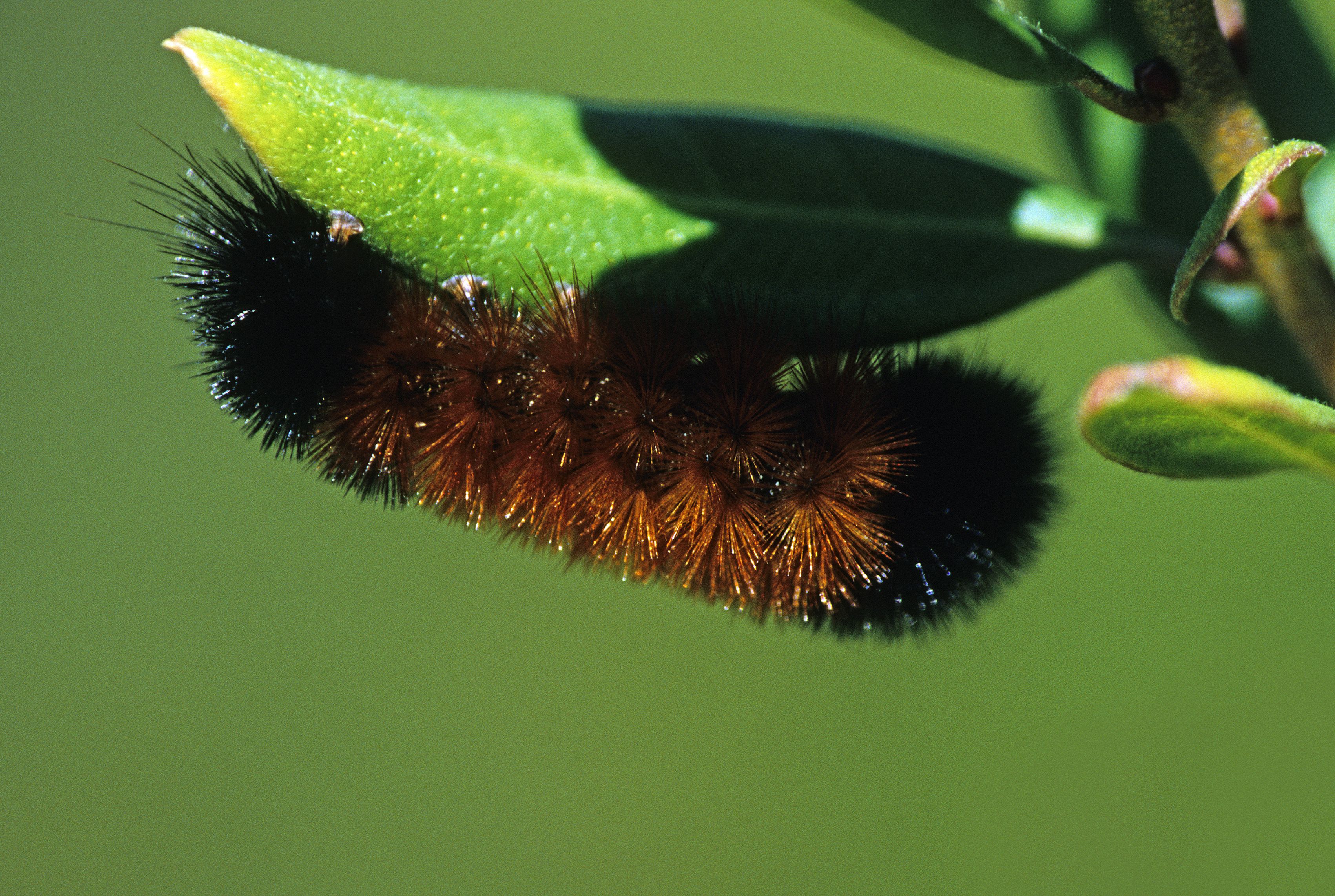 Can Woolly Worms Really Predict the Winter Weather?