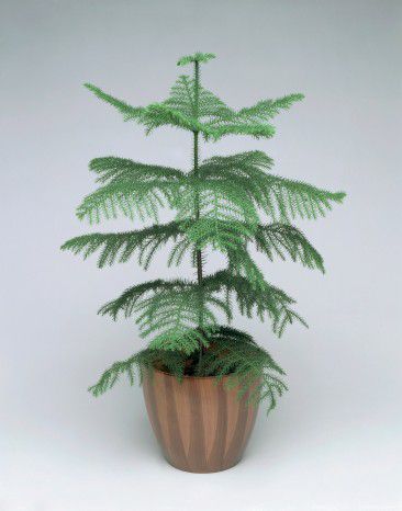 Growing And Caring For Norfolk Island Pine