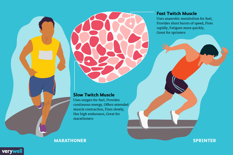 Fast and Slow Twitch Muscle Fiber Types