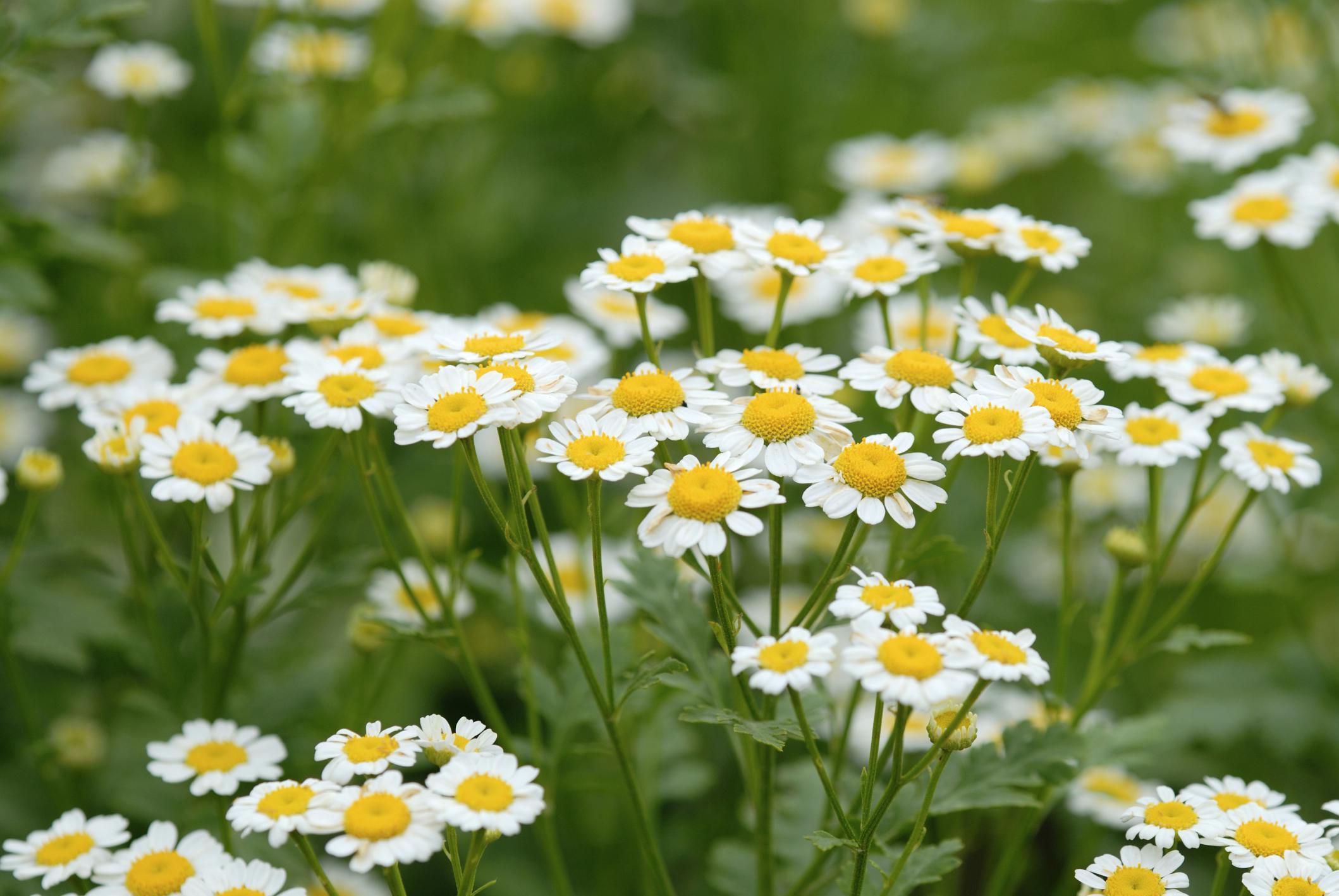 How to Grow Chamomile Plants