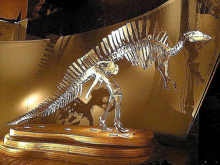 duck billed dinosaur skeleton