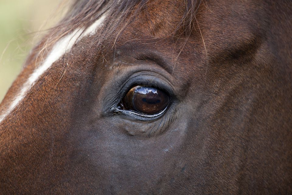 Understanding Horse Eyes and Vision