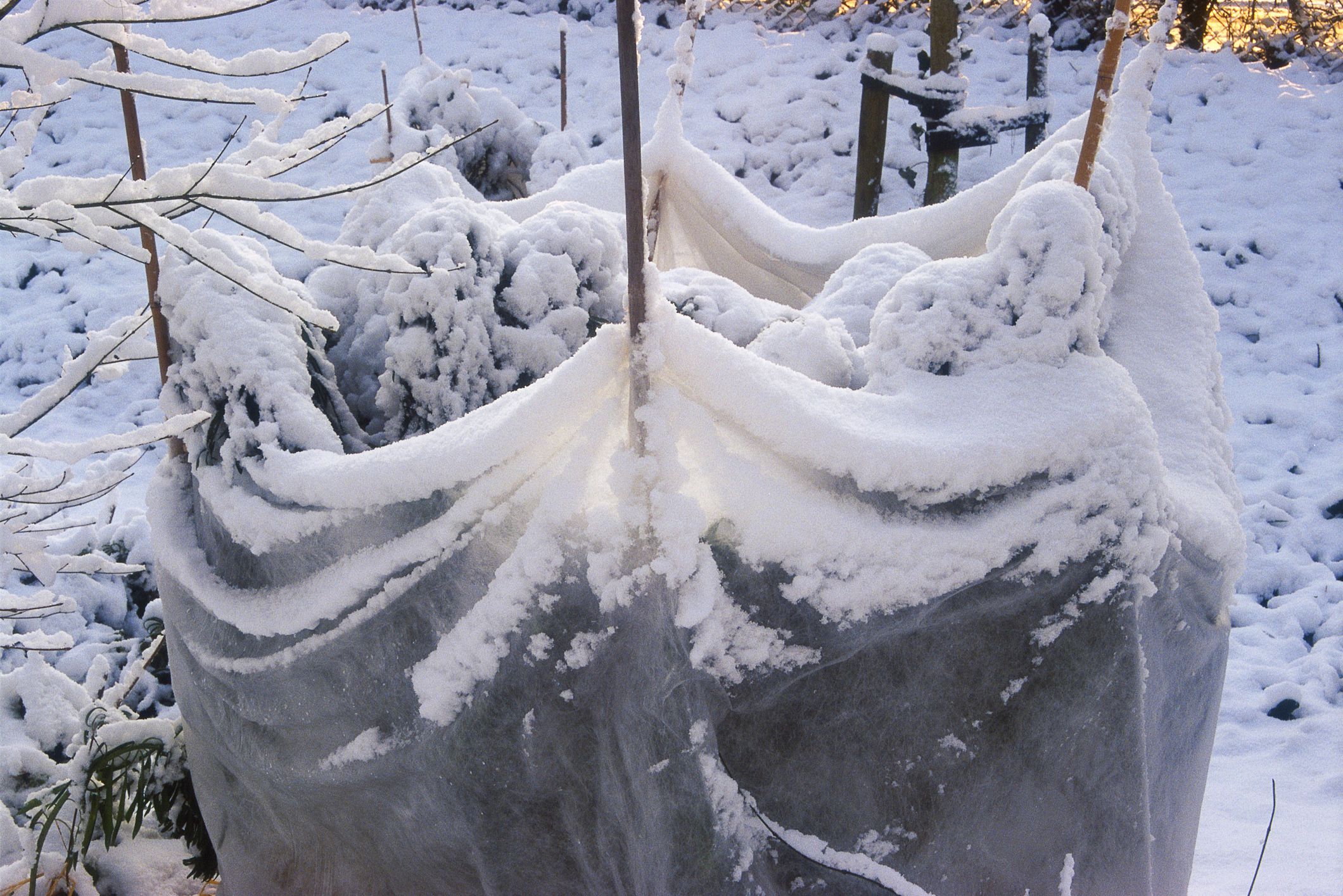 Protecting Plants From Wind Damage in Winter