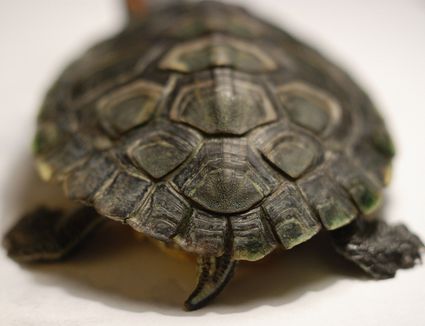 What Fluttering Claws Means in Red Eared Slider Turtles