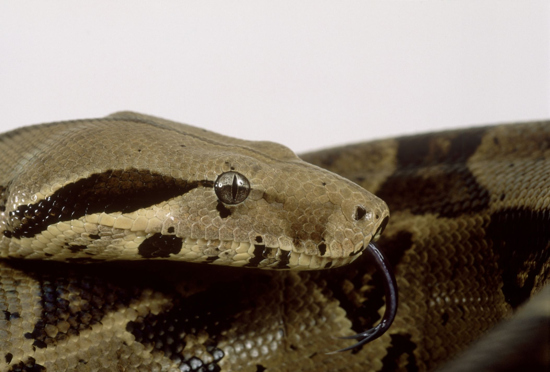 Retained Eye Caps in Snakes - Eye Caps - Shedding Snake