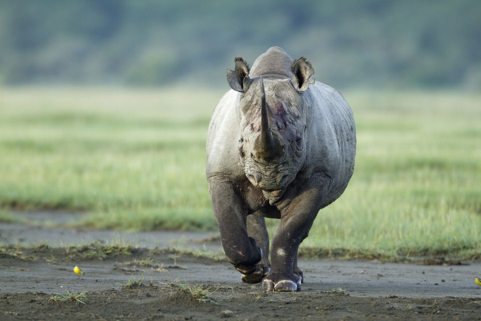 A Top 10 List of Africa's Most Dangerous Animals